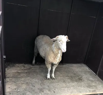 Подписные издания Значок Маленький принц. Барашек