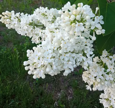 Сирень голландская белая - купить в Москве | Flowerna