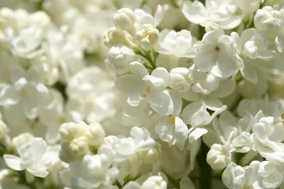 White lilac. Белая сирень. | Трава, Сирень, Букет