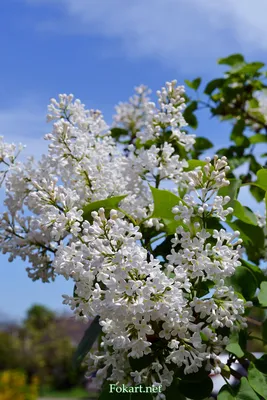 Сирень голландская белая - купить в Москве | Flowerna