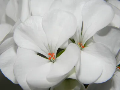 Белые цветы в саду - 65 фото идей оригинального оформления