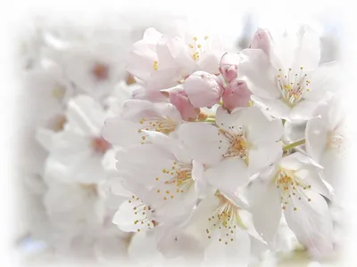Красивые белые цветы - 76 фото