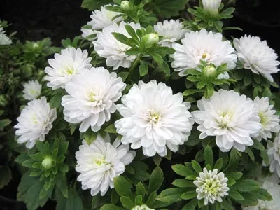 Белые нежные цветы - 78 фото