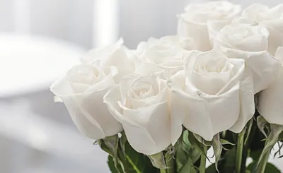Белые роскошные цветы (63 фото) - 63 фото