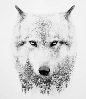 Красивые белых волков картинки