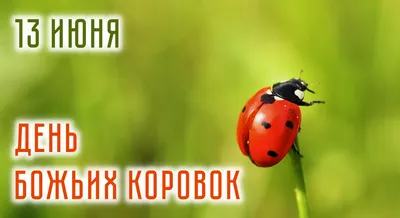 Божья коровка - красивые картинки (100 фото)