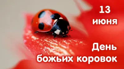 Одесскую область «атакуют» божьи коровки – но так ли они опасны? (фото) -  Одесская Жизнь