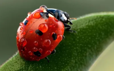 🐞Божьи коровки🐞 | Эстетика | RUS Amino Amino