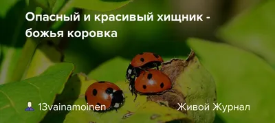 Божьи коровки — хорошие и плохие. Описание видов, образ жизни. Фото —  Ботаничка