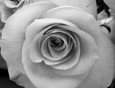 Флизелиновые фотообои красивые розы 416x254 см Белые цветы на черно-сером  фоне (10030VEXXXL) +клей (ID#1925375681), цена: 2000 ₴, купить на 