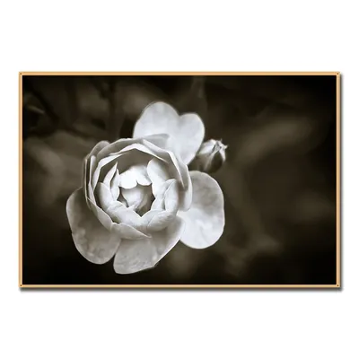 Настенный плакат с изображением растений, красивые черно-белые цветы,  плакат с цветами, скандинавский холст, картина для украшения гостиной |  AliExpress
