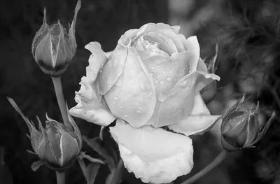 Красивые черно белые цветы картинки