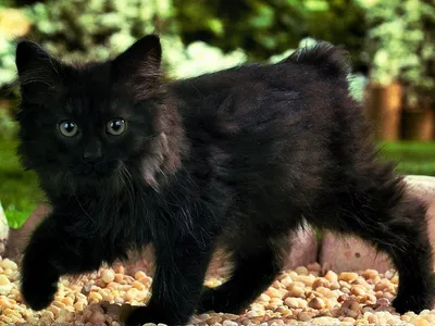 Красивые черные кошки картинки