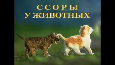 Торт-открытка Прости! Давай мириться!, в подарок подруге, другу, парню,  девушке, женщине, мужчина, Кондитерские и пекарни в Москве, купить по цене  1850 RUB, Торты в Долли Дом с доставкой | Flowwow