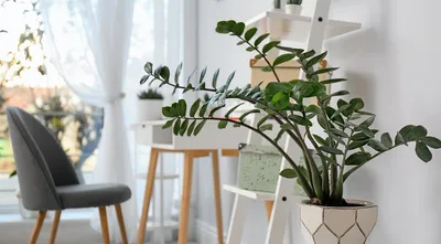 8 самых красивых комнатных растений для вашей квартиры (и декора не нужно)  | 