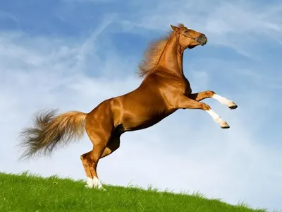 Красивые лошадей [42 картинки]