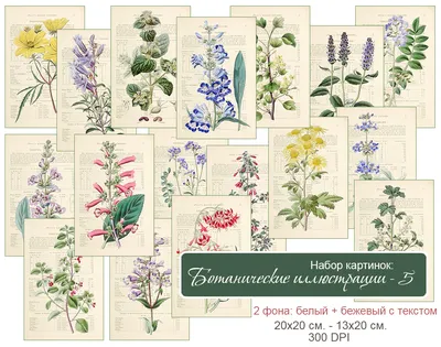 Рукодельная лавка - Набор картинок - Ботаника 5 - Edwards's botanical  register: 1829