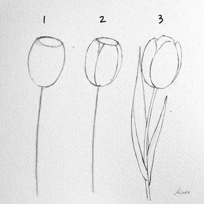 10 уроков рисования простым карандашом поэтапно для начинающих