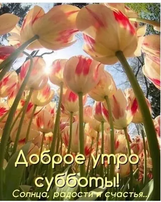 Смешная открытка "Доброго утра субботы!", с ёжиком • Аудио от Путина,  голосовые, музыкальные