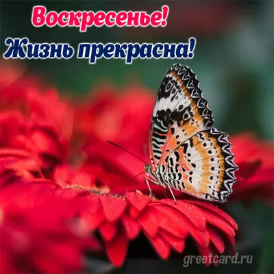 ☕️ Воскресенье С Добрым Утром Красивая Песня Пожелание Доброго Утра  Открытка Доброе Утро Воскресенья - YouTube