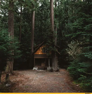 Уютный домик в лесу (53 фото)