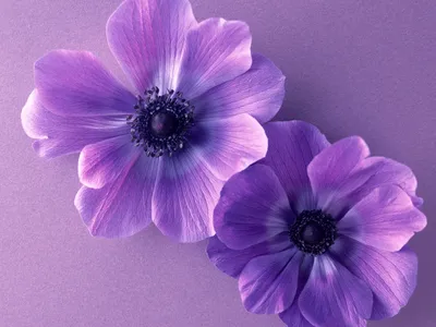 Фиолетовые цветы фон - 74 фото