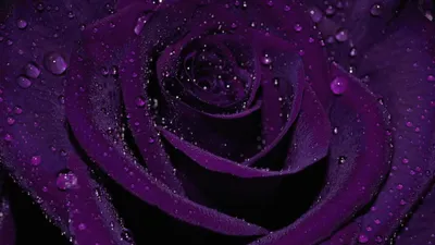 Темно фиолетовые розы - 69 фото