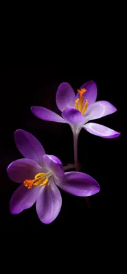 pink flowers for iphone - Bing images | Цветочные фоны, Красивые обои на  айфон, Фиолетовые розы