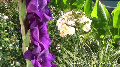 How to pack a bouquet of gladioli. Simple bouquet for September 1 - YouTube