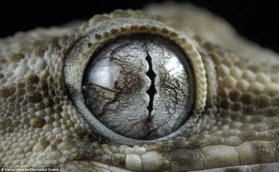 Красивые глаза животных в объективе французского фотографа  _