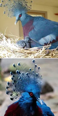 Самые красивые голуби в мире | Эксперт по сельской жизни | Дзен