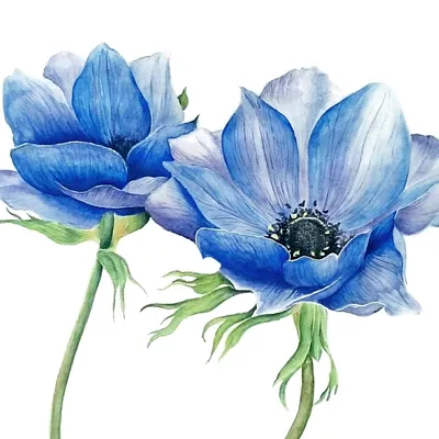 Красивые голубые цветы - 67 фото