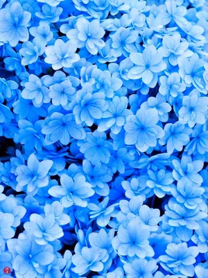 Голубой цвет - красивые картинки (100 фото) ‐ Прикольные картинки 
