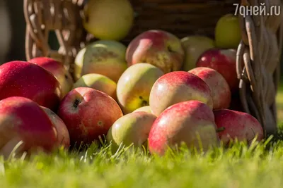 Яблочный спас , яблоневый сад , …» — создано в Шедевруме