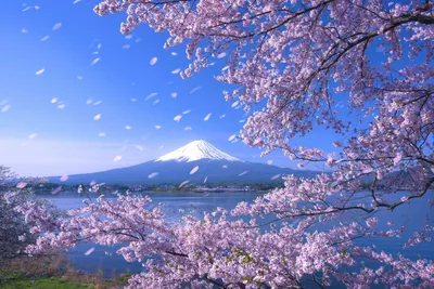 Прекрасная сакура, Япония, на заднем…» — создано в Шедевруме