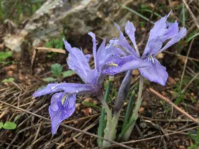 Ирис бородатый (Iris barbata) - «❤Изумительно красивые и благородные цветы,  которые украсят любой сад своим великолепием!❤» | отзывы