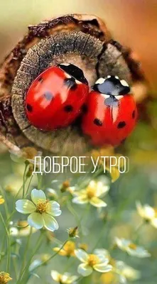 Красивые доброе утро осень [34 картинки]