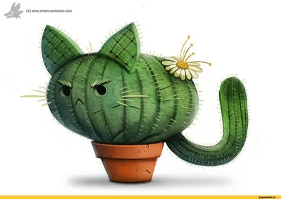 25 красивых идей для сада кактусов | Олег Качура | Дзен