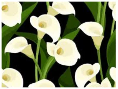 Каллы : CALLA-ZANTEDESCHIA- Калла-Зантедеския желто-красная