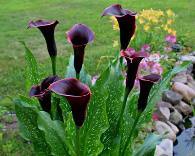 Beautiful flowers, Calla lily, Amazing flowers