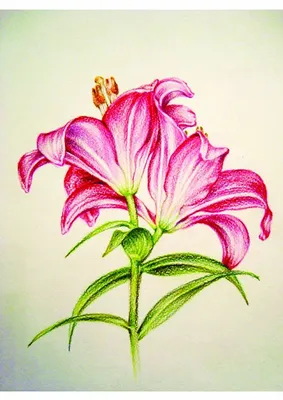 Цветок рисунок красивый карандашом - 65 фото