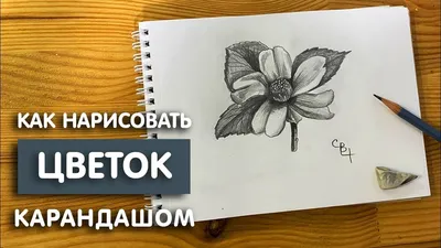 Картинки цветов - рисунки для срисовки карандашом • Прикольные картинки и  позитив