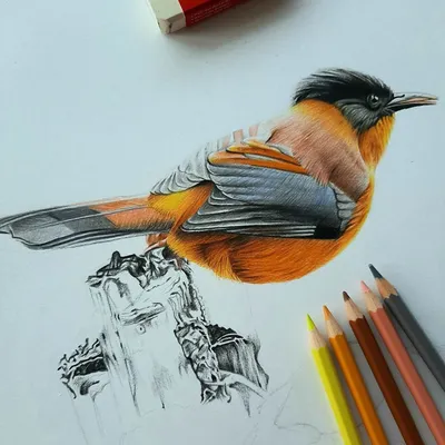 Животные рисунки карандашом - 69 фото