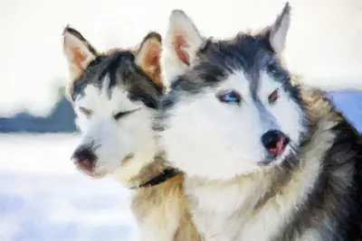 Пара красивых хаски на фоне гор | Working dogs breeds, Husky lover, Husky  funny