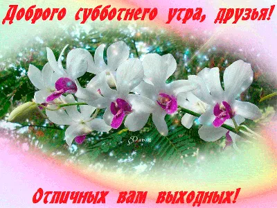 Красивые, прикольные анимационные картинки на выходные. | Postcard, Plants,  Garden