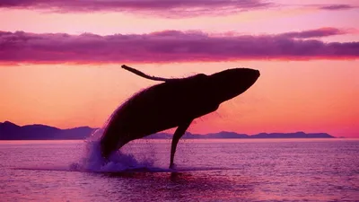 Красивые картинки китов - 80 фото