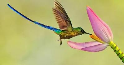 20 Vivid Hummingbird Close-ups Reveal Their Incredible Beauty | Colibri,  Les plus beaux oiseaux, Images colibri