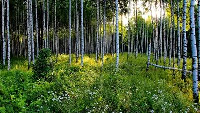 Заставки на компьютер весна скачать бесплатно (42 фото)