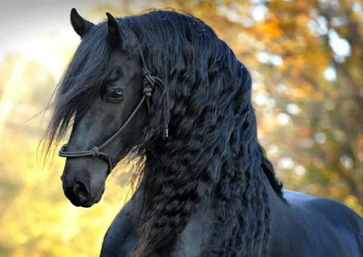 Мчатся красивый белый конь и черный…» — создано в Шедевруме