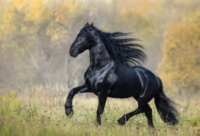 Самый красивый конь в мире | Животные | Дзен